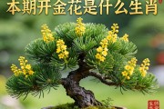 铁树本期开金花是什么生肖